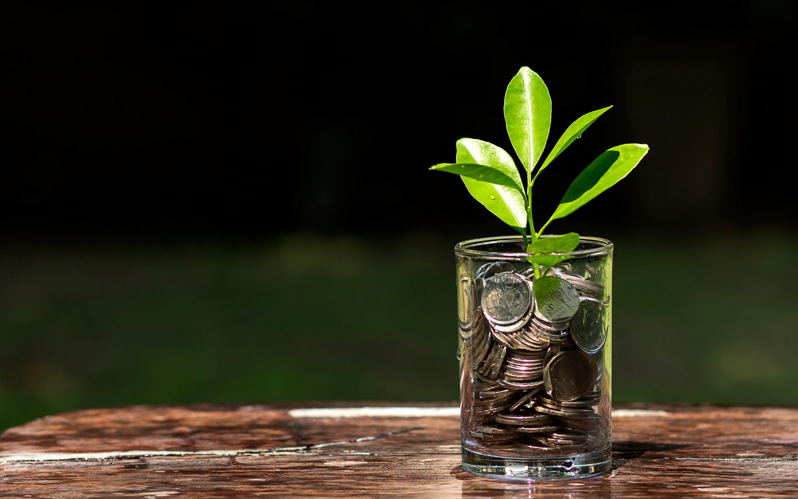 investment